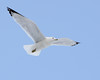 John Mueller > Winged_Rat_Project photo