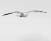 John Mueller > Winged_Rat_Project photo