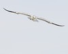 John Mueller > Winged_Rat_Project photo