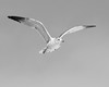 John Mueller > Winged_Rat_Project photo
