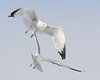 John Mueller > Winged_Rat_Project photo