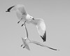 John Mueller > Winged_Rat_Project photo