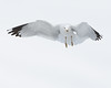 John Mueller > Winged_Rat_Project photo