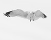John Mueller > Winged_Rat_Project photo