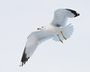 John Mueller > Winged_Rat_Project photo