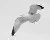 John Mueller > Winged_Rat_Project photo