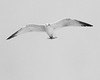 John Mueller > Winged_Rat_Project photo