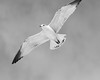 John Mueller > Winged_Rat_Project photo