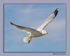 John Mueller > Winged_Rat_Project photo