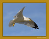 John Mueller > Winged_Rat_Project photo