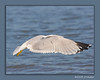 John Mueller > Winged_Rat_Project photo