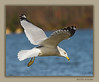 John Mueller > Winged_Rat_Project photo