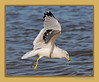 John Mueller > Winged_Rat_Project photo