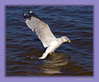 John Mueller > Winged_Rat_Project photo