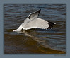 John Mueller > Winged_Rat_Project photo