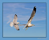 John Mueller > Winged_Rat_Project photo