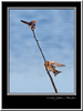 Birds 2009 : 