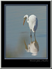 Birds : Birds