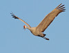 John Mueller > Sandhill Cranes >  IMG_5740