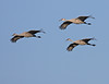 John Mueller > Sandhill Cranes Sandhill Cranes