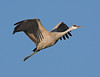 John Mueller > Sandhill Cranes