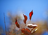 Fall Colors : 