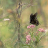 John Mueller > Butterflies >  QF1C0443-01