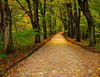 10/20/06

Follow the Yellow Brick Road.