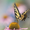 John Mueller > Butterflies >  IMG_7972-01