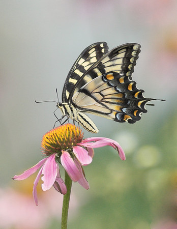 John Mueller > Butterflies >  IMG_7979-01
