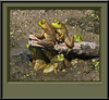 Animals, Birds & Reptiles : Birds,Animals,hummingbird,cows,frogs