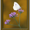 Butterflies : 