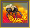 Insects : Insects