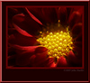 Flowers , Blossoms and plants : Flowers of all sorts