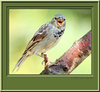 Birds : Birds
