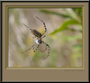 John Mueller > Insects >  1R9P4866f