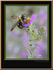 John Mueller > Insects >  1R9P4945f