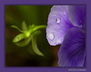 Macro : 