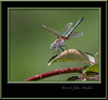 John Mueller > Insects >  IMG_6602f