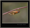 John Mueller > Insects >  IMG_6620f
