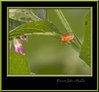 John Mueller > Insects >  IMG_6707f