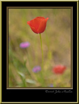 Flowers , Blossoms and Plants : Flowers of all sorts