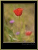Flowers , Blossoms and Plants : Flowers of all sorts