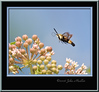 John Mueller > Insects >  IMG_7480f