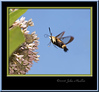 John Mueller > Insects >  IMG_7497f