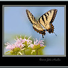 Butterflies : 