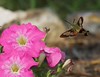 John Mueller > Hummingbird Clearwing Moth