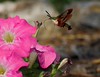 John Mueller > Hummingbird Clearwing Moth