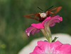John Mueller > Hummingbird Clearwing Moth