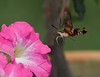 John Mueller > Hummingbird Clearwing Moth